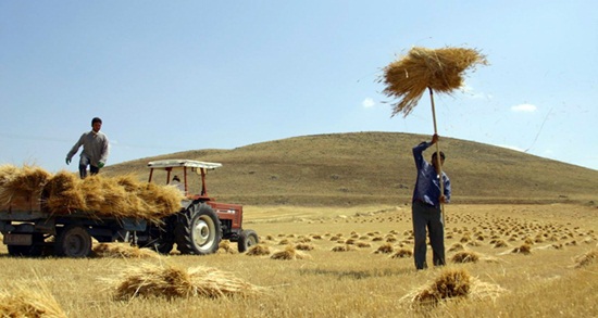 Tahıl koridoru anlaşması sayesinde buğday fiyatlarının düşmesi bekleniyor