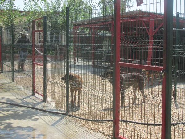 Adana’ya modern hayvan barınağı