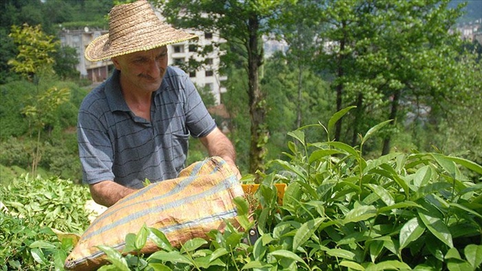 Yaş çay alım fiyatı 2,13 lira olarak açıklandı