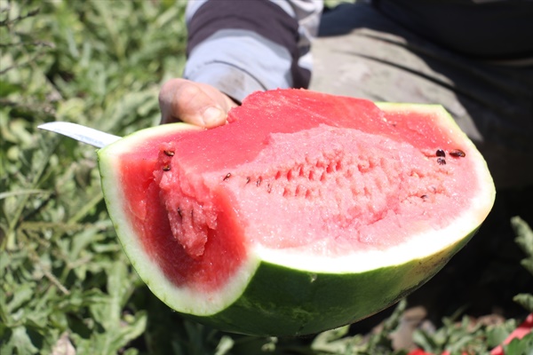 Adana karpuzunun marka değeri timlerle korunuyor