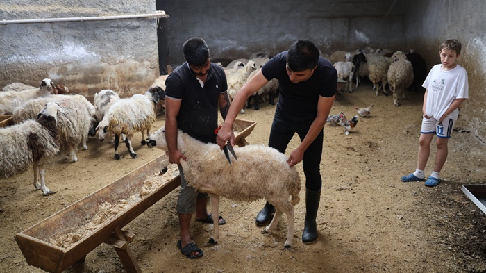 Küçükbaş hayvanda stokçuluğun kurban fiyatlarını artırdığı iddiası