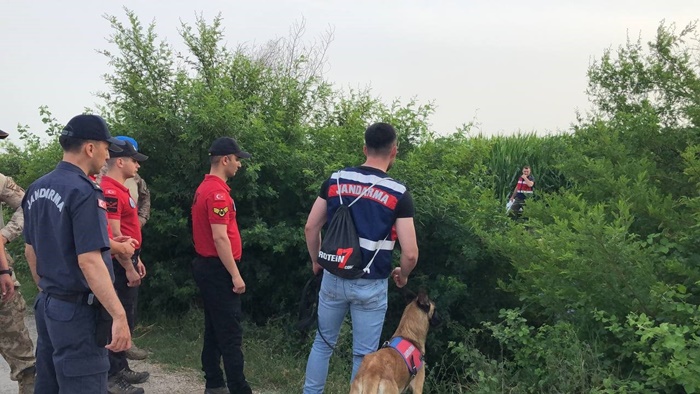 Mısır tarlasında kaybolan bir kişi özel eğitimli köpeklerle aranıyor