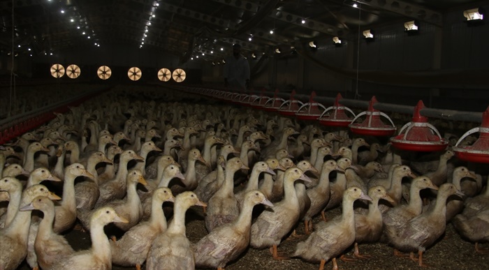 Hobi amaçlı kurduğu çiftlikte yetiştirdiği Pekin ördeğiyle ihracat hedefliyor