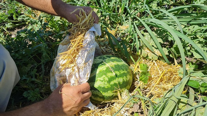 Üreticiler karpuzu aşırı sıcaktan gazete ve samanla koruyor