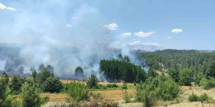 Adana’da orman yangını