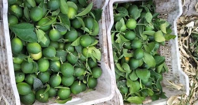 Çukurova’da erken hasat edilen Mayer limonların kalitesinde büyük risk