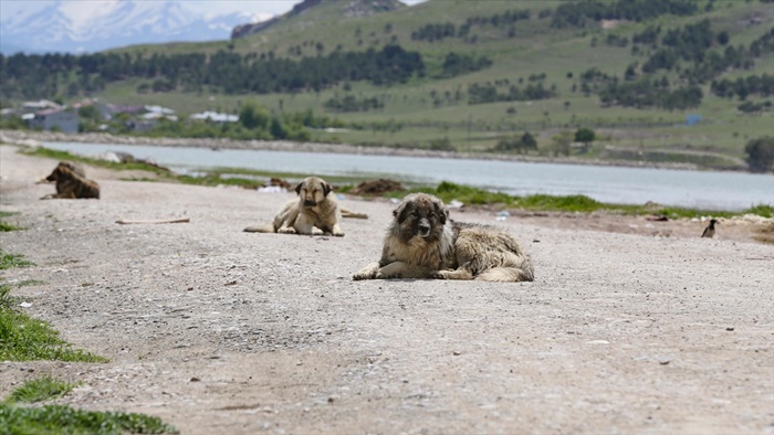 Adana'da sahipsiz köpeklerin saldırısına uğrayan 5 yaşındaki çocuğun tedavisi sürüyor