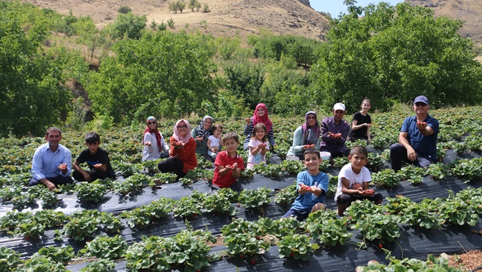 Adana'da kırsal mahallede proje kapsamında 5 dekarda başlayan çilek üretimi 900 dekara ulaştı