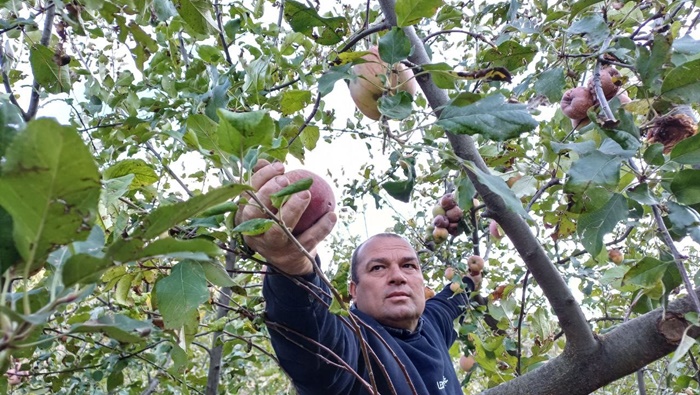 Adana'da zirveye kar yağdı, elma hasadı erken yapıldı