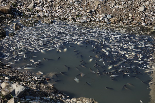 Seyhan Nehri'ne balıklar için can suyu bırakıldı