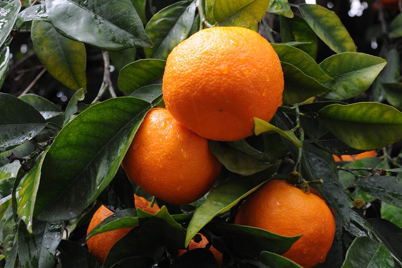 Adana'da mandalina bolluğu yaşanıyor