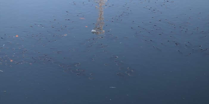 Adana'da balık ölümleri görülen Ceyhan Nehri'nde inceleme başlatıldı