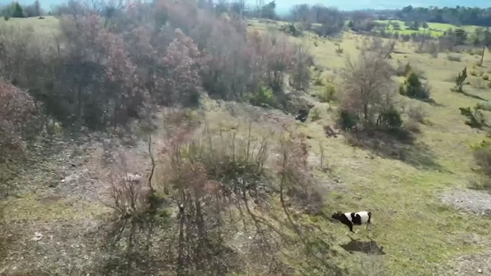 Karabük'te köylünün kaybolan ineğini cami imamı dronla buldu