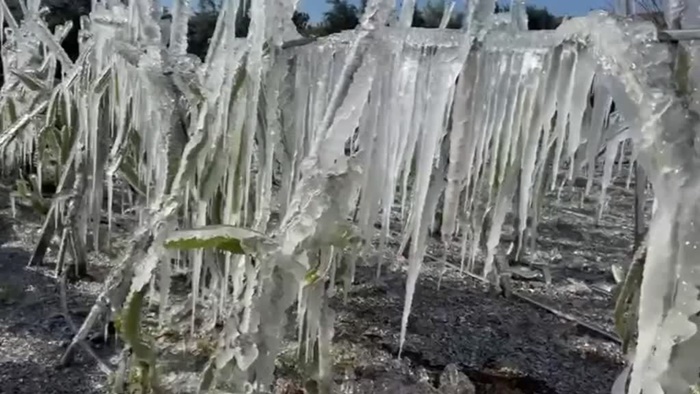 Adana'da ejder meyvesi ağaçları buz tuttu