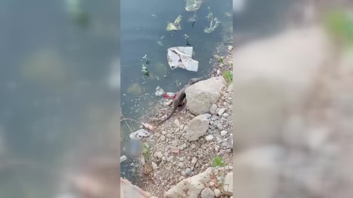 Adana'da nehirde su samuru görüntülendi