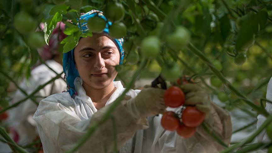 Domates ihracatçısını Rusya'nın kotayı artırması sevindirdi