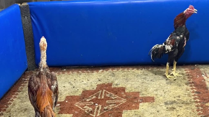 Adana'da horoz dövüştüren 5 kişiye 46 bin 235 lira ceza