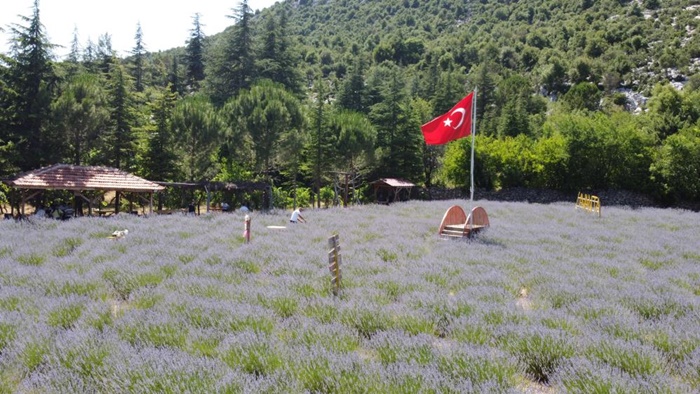 Lavanta Kokulu Hanımağalar