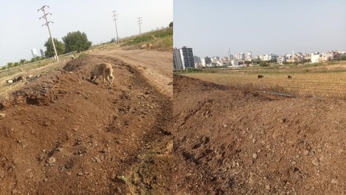 Mahalleye atılan tavuk pisliği kokusu vatandaşı çileden çıkardı
