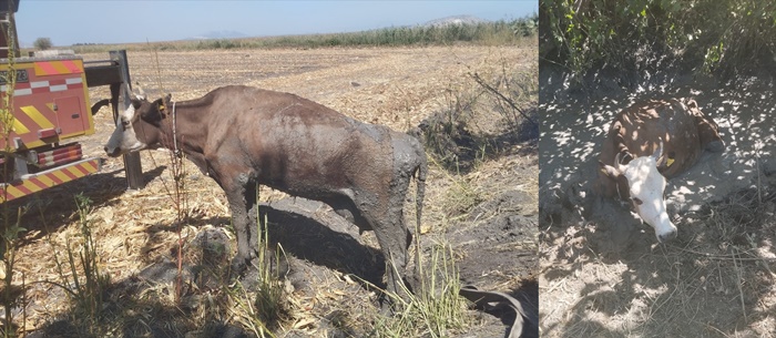 Adana'da çamura saplanan ineği itfaiye ekipleri kurtardı