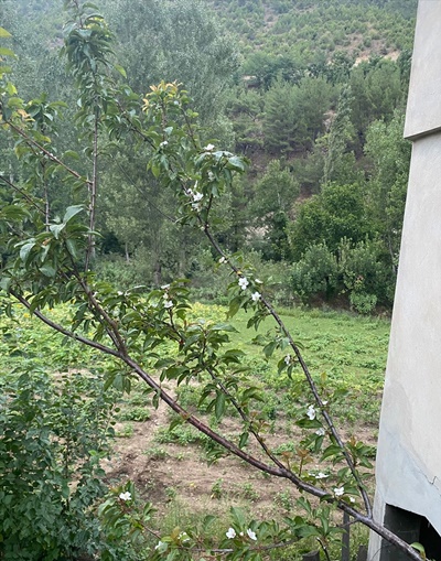 Adana'da erik ağacı çiçek açtı