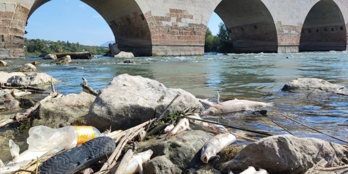 Ceyhan Nehri’ndeki toplu balık ölümlerinin nedeni ağır metal çıkmadı