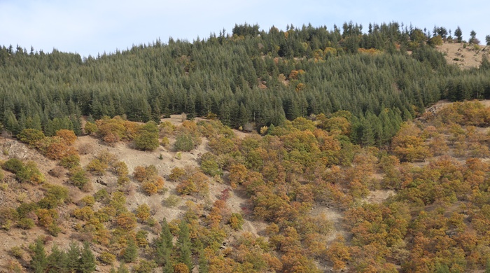 Adana'da 37 yıl önce köylülerin diktiği fidanlar ormana dönüştü