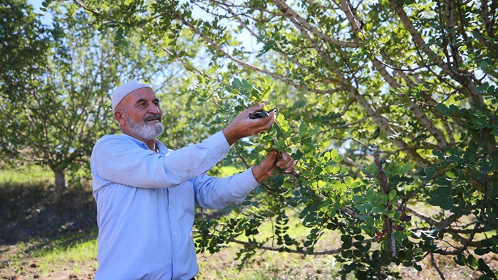 Kiraladığı çorak araziyi keçiboynuzuyla tarıma kazandırdı