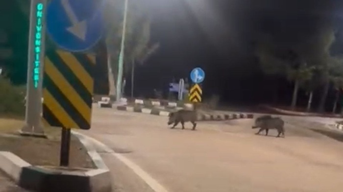 Çukurova Üniversitesi yerleşkesine sürü halinde giren domuzlar görüntülendi