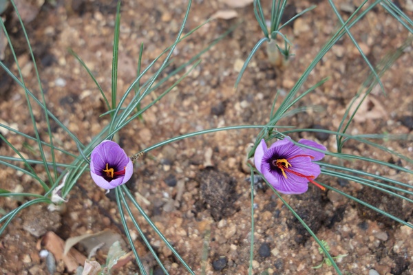 Dünyanın en pahalı baharatı safran Adana'da hasat edildi