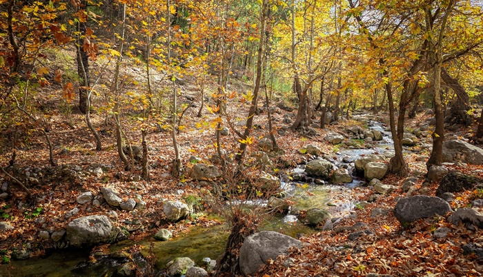 Belemedik, sonbaharda renk cümbüşüne büründü