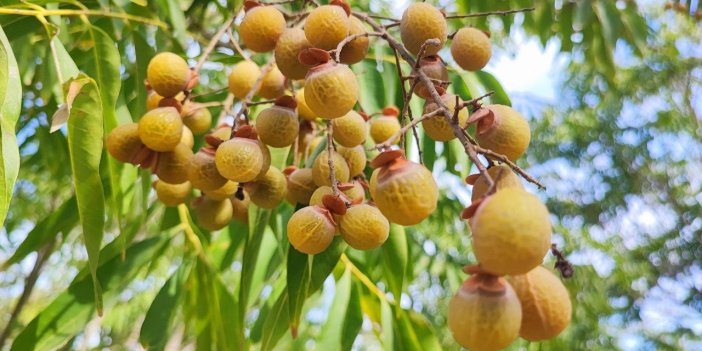 Bu ceviz yenmiyor, temizliyor, cildi güzelleştiriyor