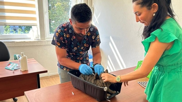 Kedi ve köpeklerin kimliklendirilmesi için son tarih 31 Aralık