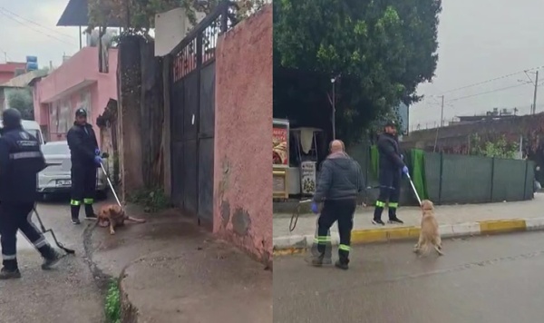 Adana'da başıboş sokak köpekleri toplanıyor