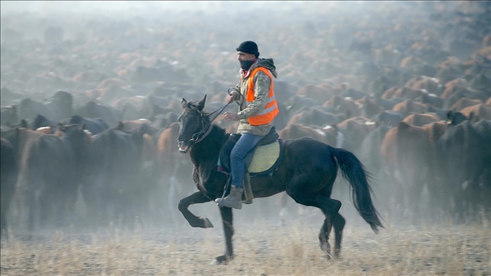 "Ağrı Dağı'nın kovboyları" eğittikleri yılkı atlarıyla sürüleri kontrol ediyor