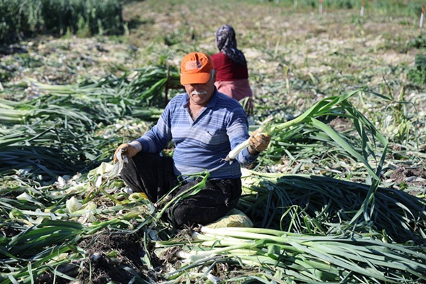 Kozan'da pırasa hasadı başladı: 20-22 TL'den alıcı buluyor