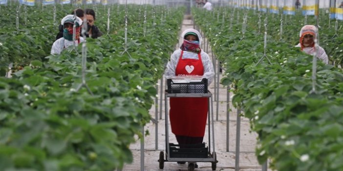 Yapay zeka destekli topraksız serada üretilen çilek 7 ülkeye ihraç edildi