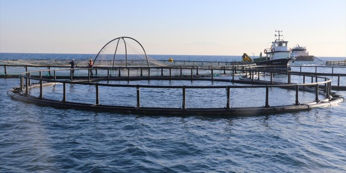 Adana'da denizde kafes balıkçılığında ilk hasat ihracat için yapıldı