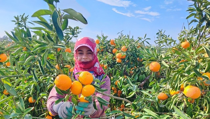 Yeni yıl öncesi narenciyede yoğun hasat