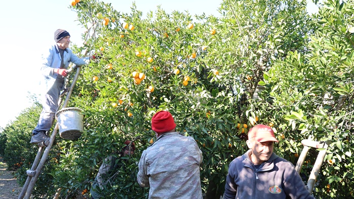 Tescilli Kozan portakalında hasat zamanı: Bahçede kilosu 10 TL