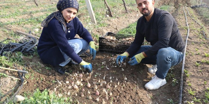 Adanalı girişimci, yetiştirdiği ak zambak soğanlarıyla ihracata hazırlanıyor