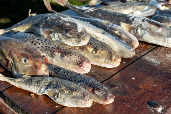 Adana'da 4 günde 128 bin balon balığı toplandı