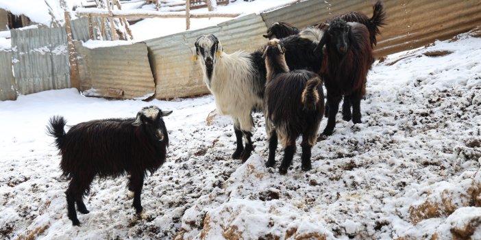 Hayvan üreticilerinin kurtlarla başı dertte