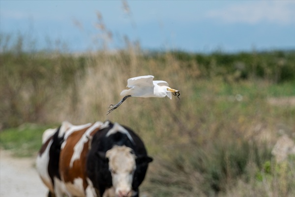 Adana'da sığır balıkçılı beslenirken görüntülendi