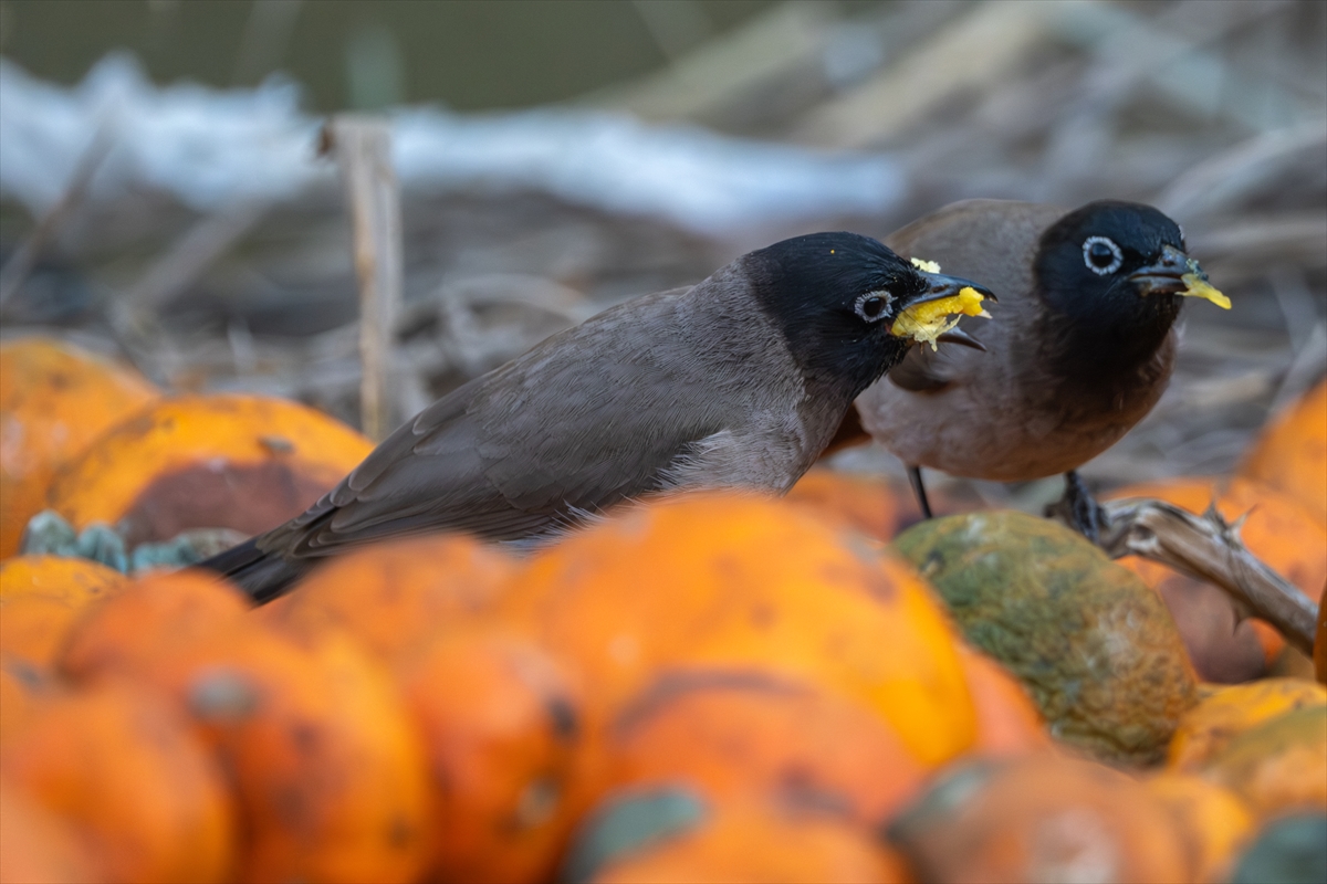 Adana'da ağaçlardan düşen narenciyelerle beslenen Arap bülbülleri görüntülendi