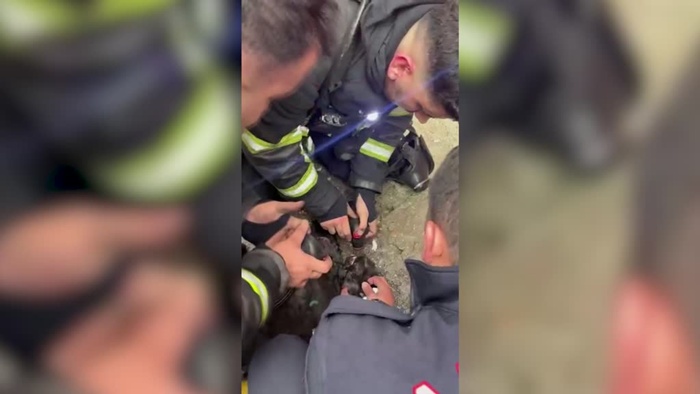 Adana'da itfaiye ekipleri yangından kurtardıkları kediyi kalp masajıyla hayata döndürdü