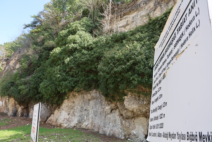 4 bin yıllık sarmaşığın gölgesinde baharı karşıladılar