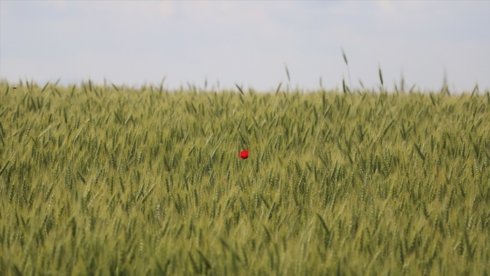 Çukurova'da çiftçiler artan yağışların etkisiyle buğdaydan yüksek verim bekliyor