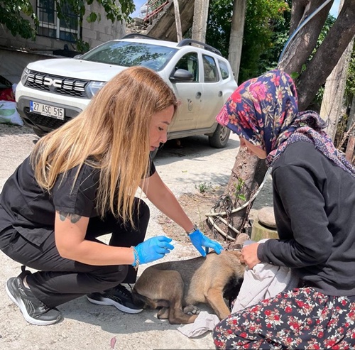 Adana'da sahipli köpeklerin kimliklendirilmesi ve kayıt altına alınmasına başlandı