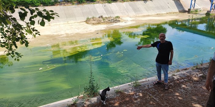 Adana'da sivrisinek istilasına vatandaş tepkisi: "Çocuklarımız yara içinde kaldı"